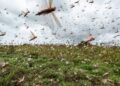 Fenómenos y plagas en tiempos del coronavirus