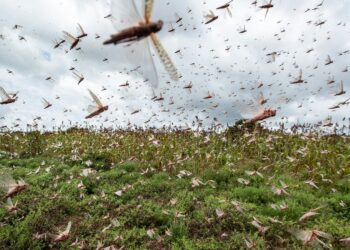 Fenómenos y plagas en tiempos del coronavirus