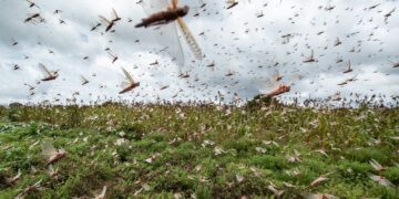 Fenómenos y plagas en tiempos del coronavirus
