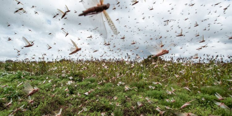Fenómenos y plagas en tiempos del coronavirus