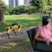 #Video Perros robóticos patrullan parques en Singapur para controlar distanciamiento social