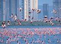 Nuevo récord de flamingos en Bombay cubre de rosa el paisaje