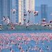 Nuevo récord de flamingos en Bombay cubre de rosa el paisaje