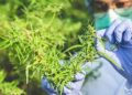 El cannabis podría bloquear las infecciones por coronavirus