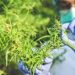 El cannabis podría bloquear las infecciones por coronavirus