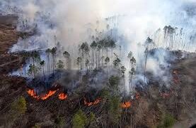 Incendios forestales registran descenso de 40%