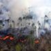Incendios forestales registran descenso de 40%