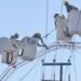 Eléctrica extranjera contratada en pasados gobiernos tenía monopolio: AMLO