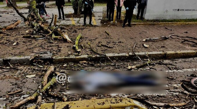 Anciana de 89 años sale a pasear en bici y le cae un árbol encima