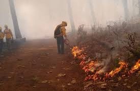 70 incendios forestales activos en 15 estados: Conafor