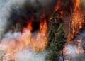 Disminuyen 40% los incendios forestales en México