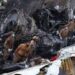 Al menos 60 muertos tras estrellarse avión en Pakistán