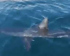 #Video Tiburones aparecen en playas de Cancún