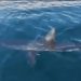#Video Tiburones aparecen en playas de Cancún