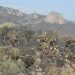 IPICYT contribuye a la estrategia de proteger y conservar la Sierra de San Miguelito