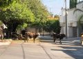 Se avistan vacas deambulando en calles de SLP