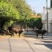 Se avistan vacas deambulando en calles de SLP