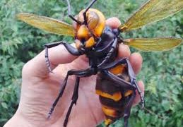 Muere hombre por picadura de avispón asiático