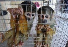 Tráfico de especies es preocupante en Ecuador