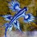 Dragones azules aparecen en costas de Texas