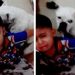 #Video “No le pegues porque es como mi hermanito”: Niño defiende a su perrito de su mamá