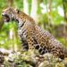 Jaguar y cocodrilo tienen una pelea en Tulum
