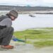 La costa de la Antártida está «verde» debido al cambio climático