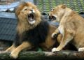Brutal ataque de leones a cuidadora
