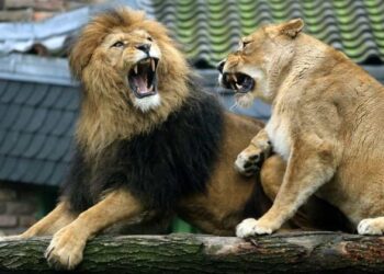 Brutal ataque de leones a cuidadora