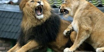 Brutal ataque de leones a cuidadora