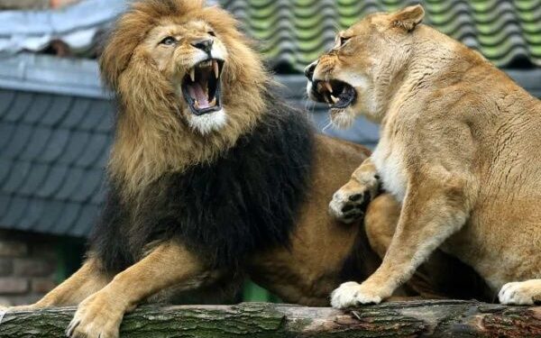 Brutal ataque de leones a cuidadora