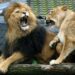 Brutal ataque de leones a cuidadora