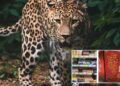 Indignación por la presencia de huesos de leopardo en productos de 24 farmacéuticas chinas