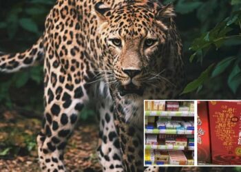 Indignación por la presencia de huesos de leopardo en productos de 24 farmacéuticas chinas