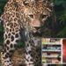 Indignación por la presencia de huesos de leopardo en productos de 24 farmacéuticas chinas