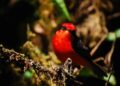 Seis crías de pájaro endémico nacieron en Galápagos