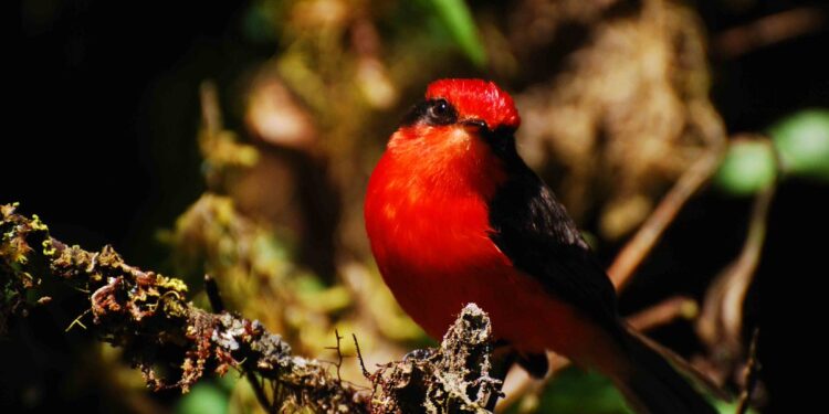 Seis crías de pájaro endémico nacieron en Galápagos