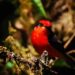 Seis crías de pájaro endémico nacieron en Galápagos
