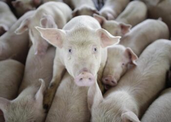 Alertan sobre nueva cepa de gripe porcina que provocaría nueva pandemia