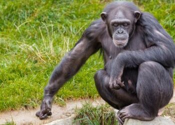 Científicos han desarrollado cerebros de mono más grandes con genes humanos