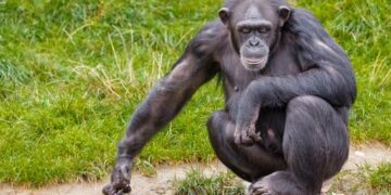 Científicos han desarrollado cerebros de mono más grandes con genes humanos