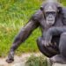 Científicos han desarrollado cerebros de mono más grandes con genes humanos