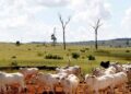 Alerta sobre la importación de carne procedente de la deforestación en la Amazonia