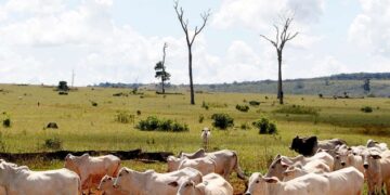 Alerta sobre la importación de carne procedente de la deforestación en la Amazonia