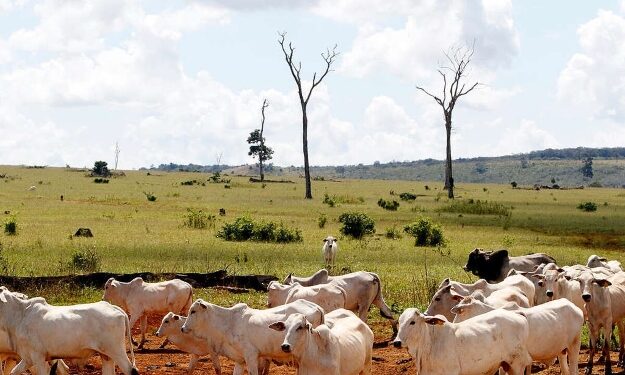 Alerta sobre la importación de carne procedente de la deforestación en la Amazonia