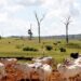 Alerta sobre la importación de carne procedente de la deforestación en la Amazonia