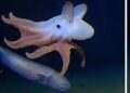 #Video Captan imágenes de pulpo “dumbo” en lo más profundo del mundo