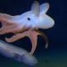 #Video Captan imágenes de pulpo “dumbo” en lo más profundo del mundo