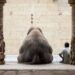 Celebridades piden justicia por muerte de elefante en India