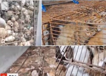 Rescatan cientos de gatos enjaulados listos para servir de comida